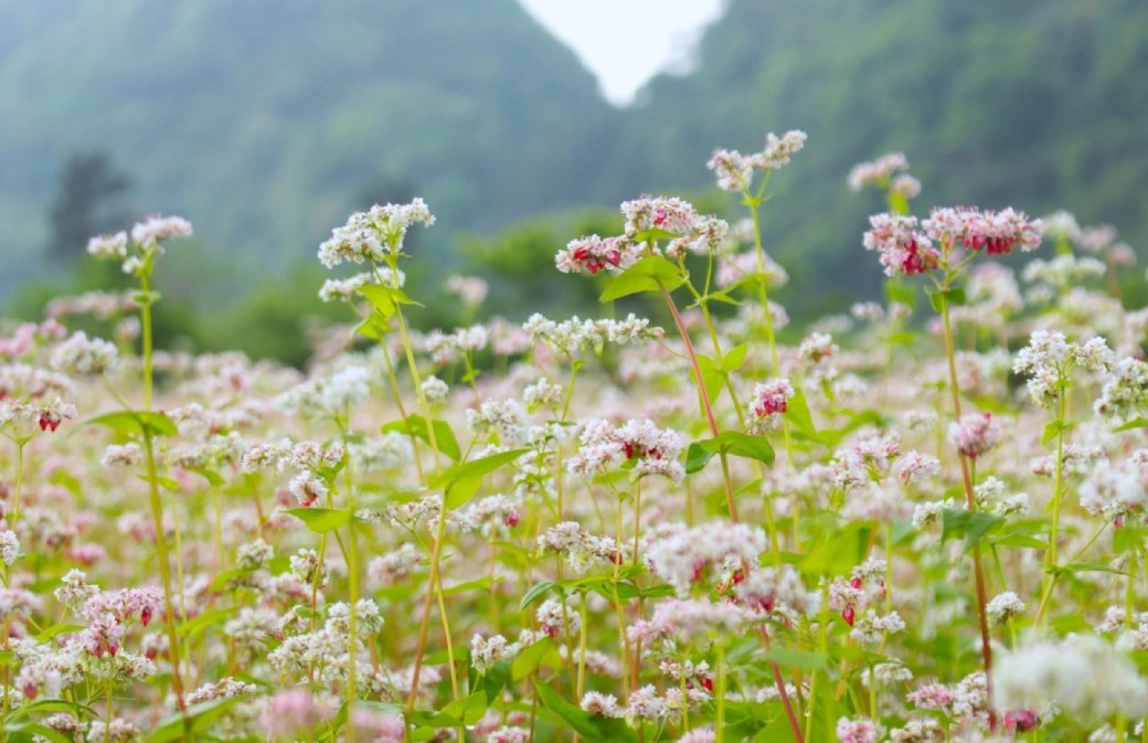 Thach Son Than Buckwheat Flower Fields